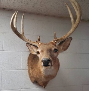 lot 15 image: Taxidermy Deer