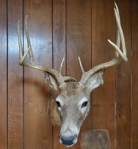 lot 18 image: Taxidermy Deer