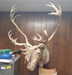 lot 20 image: Taxidermy Caribou