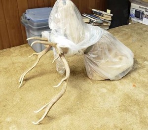 lot 1088 image: Large Red Deer Taxidermy.  Nice rack but the skin is coming loose.