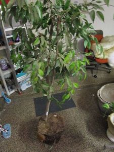 lot 106 image: POTTED INDOOR FAUX TREE