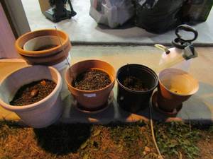 lot 239 image: lot of ceramic and plastic potted plants