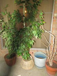 lot 175 image: 2 wicker planters with Faux trees, 1 plastic planter and 1 ceramic planter