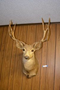 lot 3 image: Mounted Deer Head