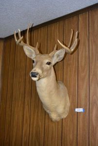 lot 63 image: Mounted Deer Head