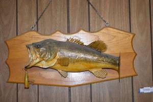 lot 65 image: Mounted Bass Fish