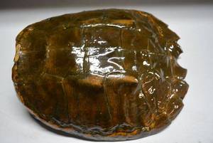 lot 117 image: Polished Turtle Shell 14 Long x 12.5 Across