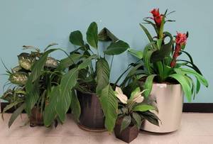 lot 401 image: LOT OF ASSORTED PLANTS AS SHOWN. (3) ARTIFICIAL AND (1) LIVE.