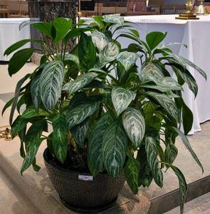 lot 843 image: (2) LARGE LIVE PLANTS AS SHOWN.
