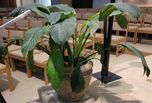 lot 844 image: LARGE POTTED LIVE PLANT AS SHOWN.