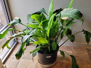 lot 846 image: ALL POTTED PLANTS IN VARIOUS SIZES AS SHOWN. SEE PICTURES.