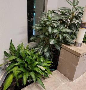 lot 847 image: ALL POTTED PLANTS IN VARIOUS SIZES AS SHOWN. SEE PICTURES.