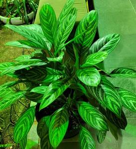 lot 850 image: (2) LARGE POTTED PLANTS AS SHOWN. SOLD 2 X THE MONEY