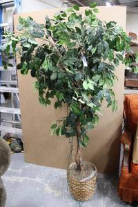 lot 96 image: Decorative Ficus Tree with Lights