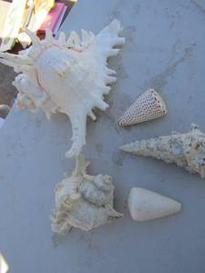 lot 306 image: 5 sea shells assorted