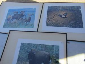 lot 372 image: Art x 3- Bison, Bighorn sheep Blackfoot ferret 17x14