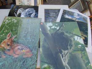 lot 396 image: Animal prints- 23x17 Deer Longhorn, sheep, cats