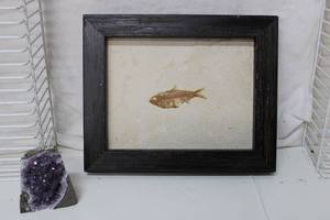 lot 521 image: Fossil marked Knightia Montana 2011 mounted is stone and Purple Geode Rock