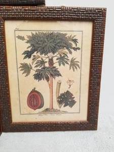 lot 103 image: Selection of 3 Tropical planted themed framed wall prints - 10by12 each