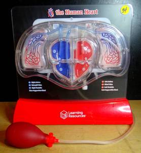 lot 34 image: Learning Resources Pumping Heart Model