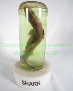 lot 38 image: Baby Shark in Bottle Measuring 8 inches