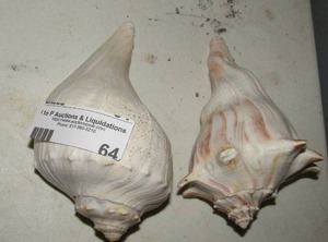 lot 64 image: 2 off white sea shells