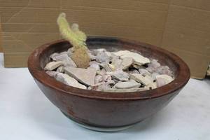 lot 84 image: HEAVY Planter with Small Cactus and Decorative Rocks - 19.5 Diameter x 7 Tall