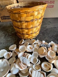 lot 163 image: SHELLS  WITH BASKET