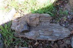 lot 193 image: Landscape Petrified Rock