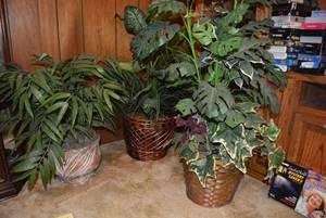 lot 75 image: Artificial Plants as shown