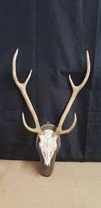 lot 78 image: European Mount Axis Deer