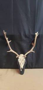 lot 80 image: European Mount Fallow Deer