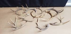 lot 81 image: Lot of 10 Antlers
