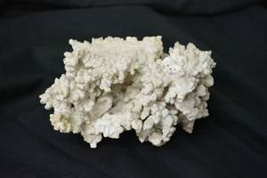 lot 74 image: White Coral - Looks like real coral