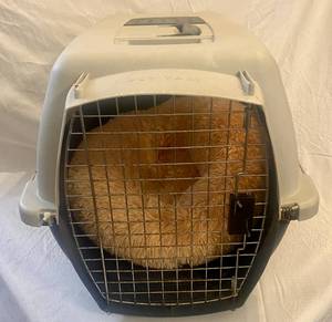 lot 129 image: Pet Taxi with doggie pillow 25 x 18 x 15