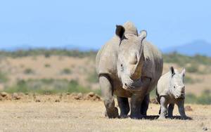 lot 223 image: RHINO LOT  EVERYTHING THAT DOES NOT GET A BID GOES
