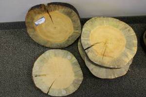lot 88 image: 6 Decorative Tree Trunks Slices (They have been Treated on One Side)