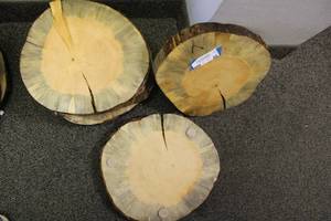 lot 89 image: 6 Decorative Tree Trunks Slices (They have been Treated on One Side)