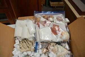 lot 1022 image: Seashells and Coral