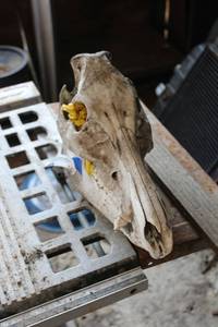 lot 143 image: Wild Boar Skull looks to be sealed