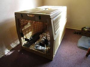 lot 231 image: LARGE ANIMAL CARRIER
