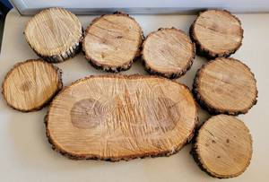 lot 153 image: LOT OF TREE BARK SLICES IN ASSORTED SIZES AS SHOWN.