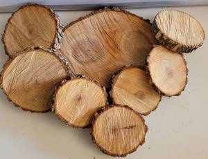 lot 155 image: LOT OF TREE BARK SLICES IN ASSORTED SIZES AS SHOWN.