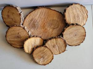 lot 174 image: LOT OF TREE BARK SLICES IN ASSORTED SIZES AS SHOWN.