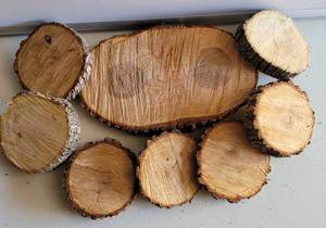 lot 175 image: LOT OF TREE BARK SLICES IN ASSORTED SIZES AS SHOWN.