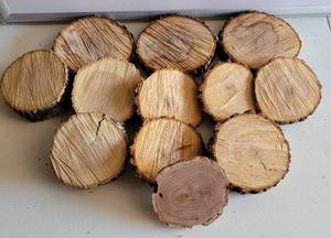 lot 176 image: LOT OF TREE BARK SLICES IN ASSORTED SIZES AS SHOWN.