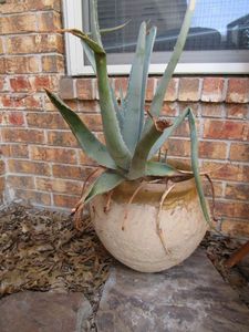 lot 81 image: POTTED ALOE VERA PLANT