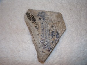 lot 107 image: FOSSILIZED PLANT ENCASED IN SANDSTONE