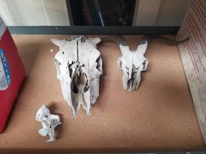 lot 297 image: Selection of skulls