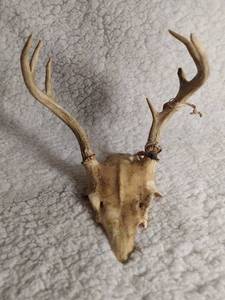 lot 7 image: DEER ANTLERS